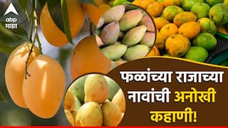 एक लंगडा, तर दुसरा तोतापुरी, आणखी एकाला कुणी म्हणतंय दशहरी; फळांच्या राजाच्या नावांची ही अनोखी कहाणी!