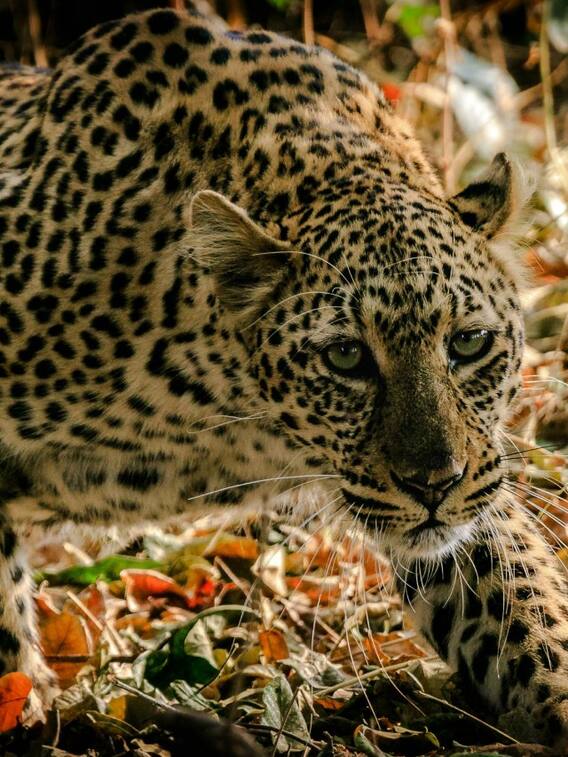 तेंदुए और चीते में क्या अंतर होता है?