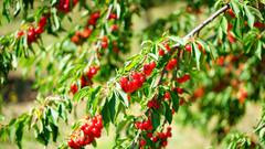 घर पर उगाएं चेरी टमाटर, बेहतरीन स्वाद के साथ मिलेगा एक दम फ्रेश टोमेटो