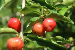 घर पर उगाएं चेरी टमाटर, बेहतरीन स्वाद के साथ मिलेगा एक दम फ्रेश टोमेटो