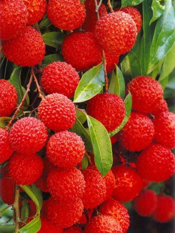 बिहार का ये शहर खिलाता है देश को लीची!