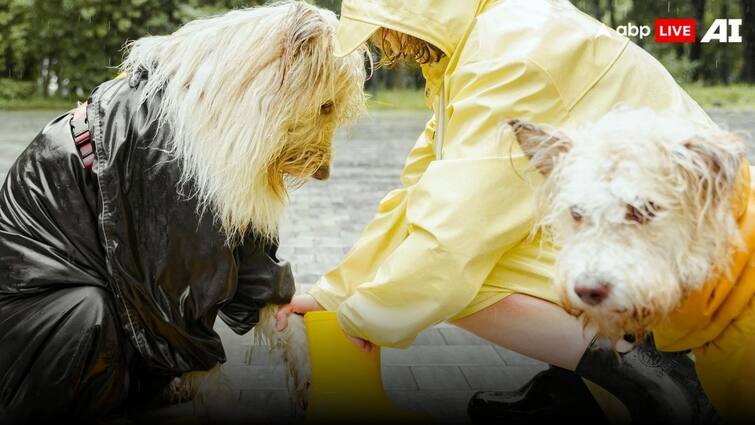 How to keep pets healthy in the monsoon barish me kaise rakhen paltu janvaro ka dhyan Parenting Tips: बारिश में ऐसे रखें अपने पेट्स का ख्याल, देखें खाने से लेकर घुमाने तक के टिप्स