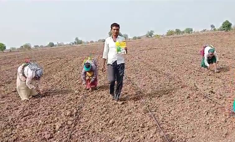 Mukhyamantri Majhi Ladki Bahin Yojana News  Women laborers were not available for agricultural work the sowing work of farmers was disrupted मजुर महिला मिळेना, शेतकऱ्यांची कामं खोळंबली, लाडकी बहीण योजनेचा लाभ घेण्यासाठी महिलांची धावपळ