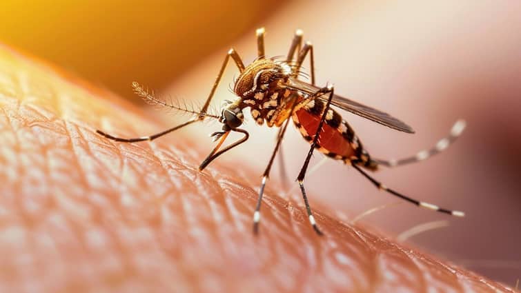 Health tips there is no particular treatment for dengue virus know how to treat this mosquito disease Dengue Treatment: क्या डेंगू का नहीं होता है कोई इलाज? जानें कैसे होता है ट्रीटमेंट