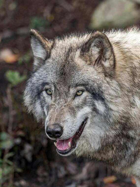 भेड़िया किसका शिकार करता है