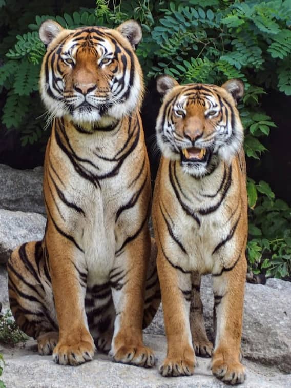 ऐसा जानवर जो बाघ से तेज दौड़ सकता है?