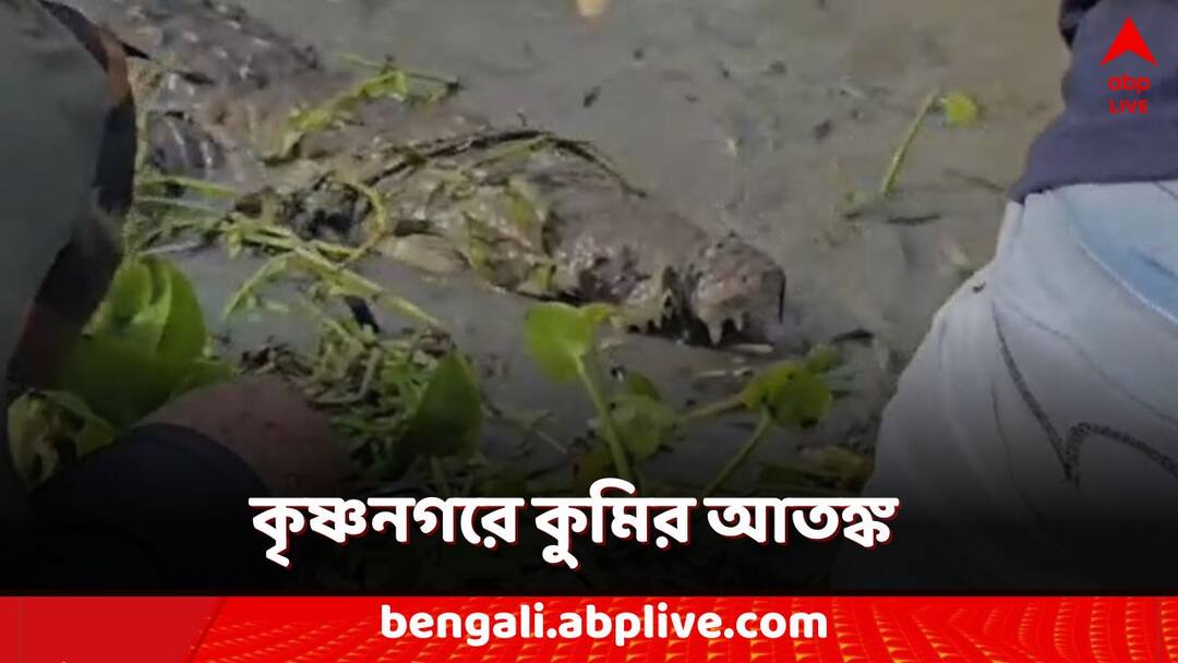 Nadia news crocodile caught from krishnanagar jalangi river Nadia News: কৃষ্ণনগরে কুমির-বিপদ! ধরা পড়ল জলঙ্গির 'আতঙ্ক'