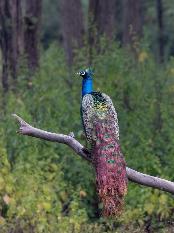 मोर को खाने में क्या पसंद है?