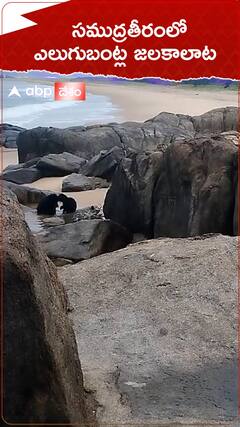 సముద్రతీరంలో ఎలుగుబంట్ల జలకాలాట