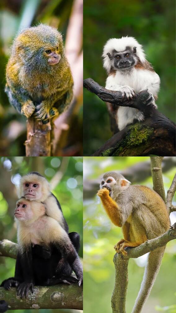 உலகின் அழகான 10 குரங்குகள்!