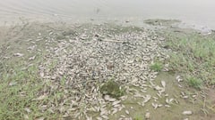 Delhi: यमुना में क्यों मरी लाखों मछलियां, जानें- जीव शोधकर्ता ने क्या कहा?
