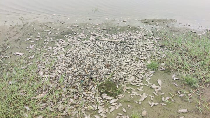 Delhi News: दिल्ली के यमुना नदी में चार दिनों से भारी मात्रा में मछलियां मर रही हैं. इससे आस-पास रहने वाले लोगों को भी परेशानी हो रही है. बताया जा रहा है कि यमुना का पानी जहरीला हो गया है.