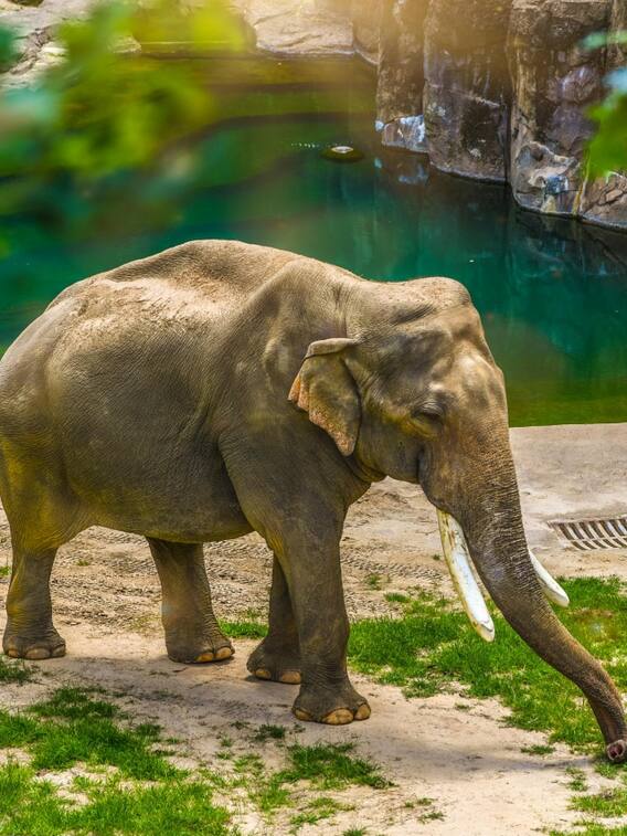 कितने दिन तक जिंदा रह सकते हैं हाथी