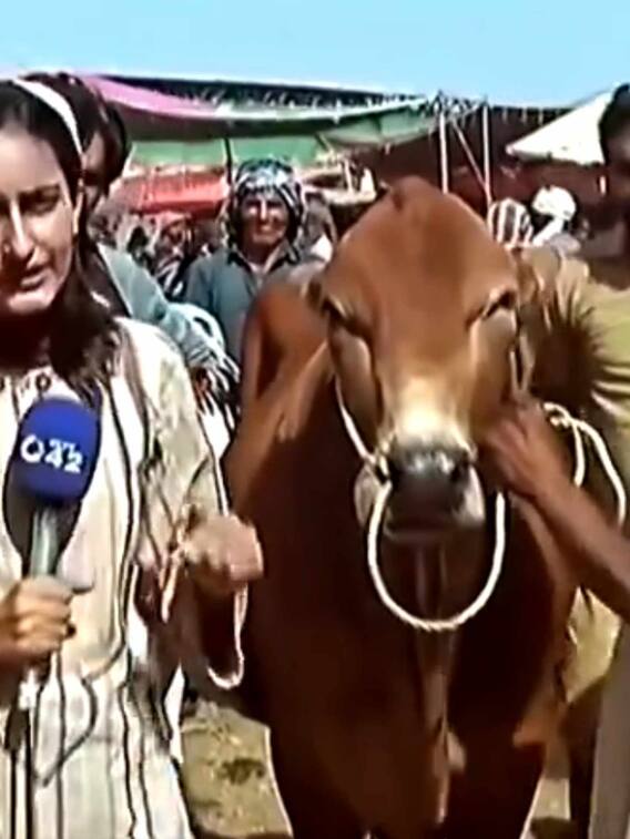 खबर बता रही थी पाकिस्तानी रिपोर्टर, बैल ने उड़ा दिए होश