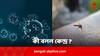 Zika Virus: জিকা ভাইরাস নিয়ে কেন্দ্রের জরুরি বিবৃতি, সব রাজ্যকে সতর্ক থাকার নির্দেশ