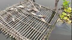 Delhi: यमुना में क्यों मरी लाखों मछलियां, जानें- जीव शोधकर्ता ने क्या कहा?