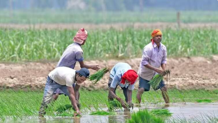 Crop Insurance News News Complain if more than 1 rupee is asked while filling the crop insurance application शेतकऱ्यांसाठी महत्वाची बातमी! पिक विमा अर्ज भरताना 1 रुपयापेक्षा अधिक शुल्क मागितल्यास कुठे कराल तक्रार?