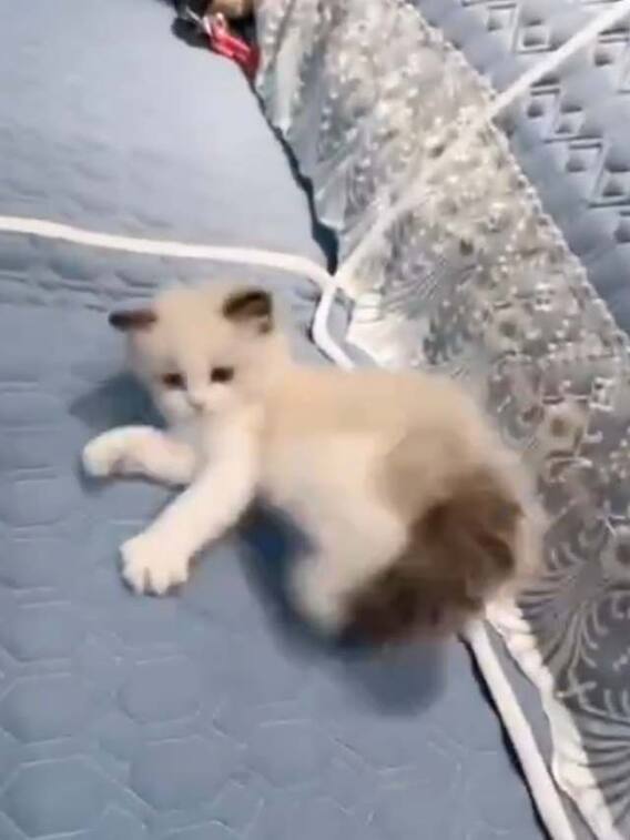 जब बिल्ली बनने लगी 'बाहुबली', वीडियो देख छूट जाएगी हंसी