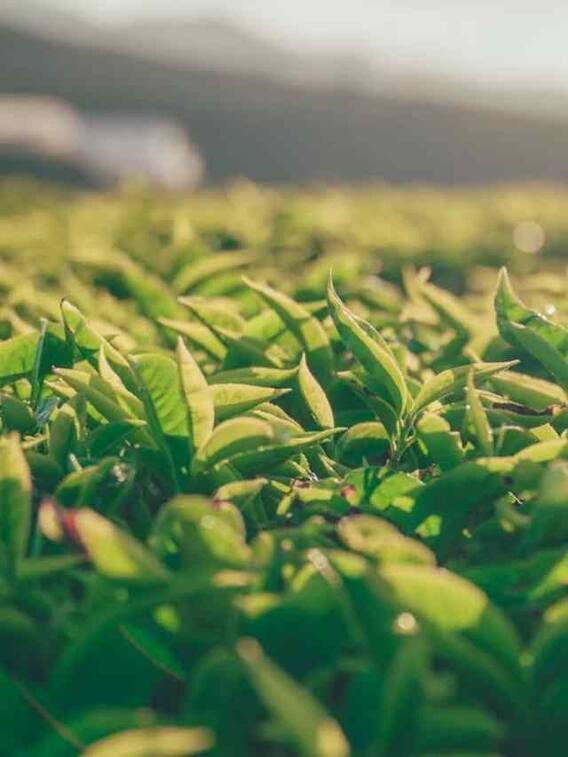 भारत में कितना बड़ा है चाय का बिजनेस?