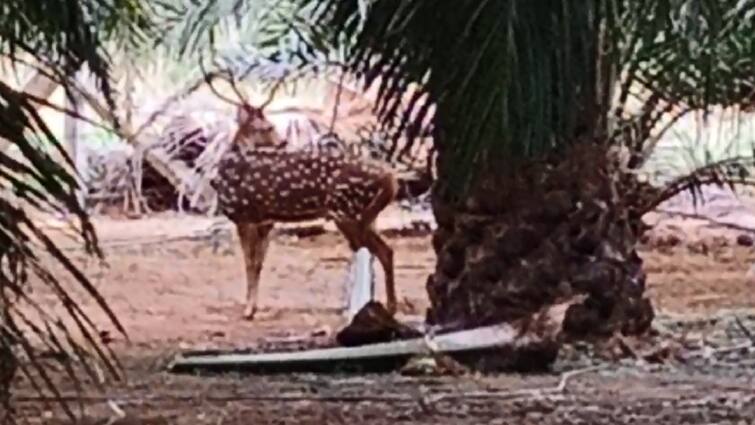 Reindeer roaming in Vadakur village, Tanjore district துள்ளித் துள்ளி ஓடும் மானே...! தஞ்சை மாவட்டம் வடக்கூர் கிராமத்தில் வலம் வரும் கலைமான்