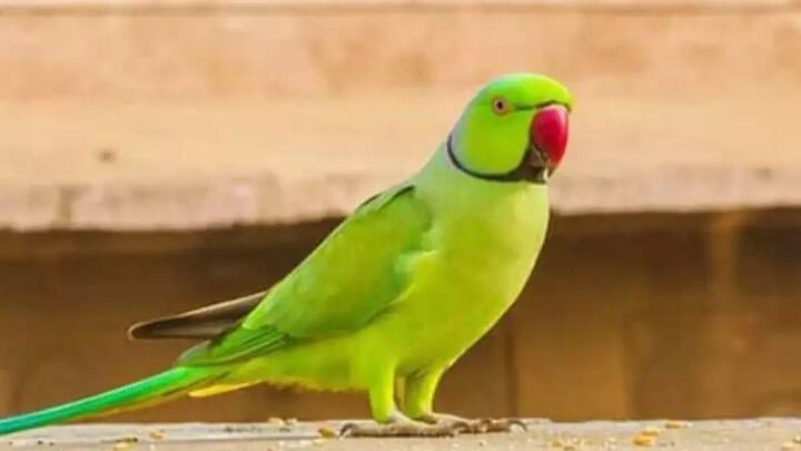 तोता तो इंसान से भाषा सीख कर इंसानों की तरह बोलते भी लगता है. कहते हैं कि जानवरों को रंगों में और बाकी चीजों में  डिफरेंस करना नहीं आता.