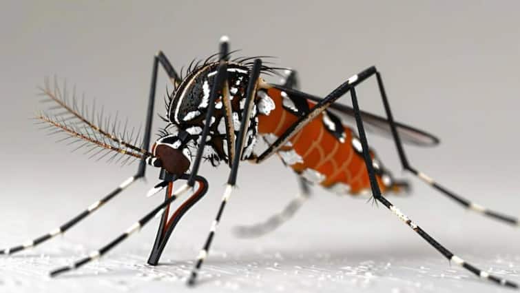 डेंगू में क्या होते हैं सबसे बड़े रिस्क फैक्टर? हेल्थ एक्सपर्ट से जानें