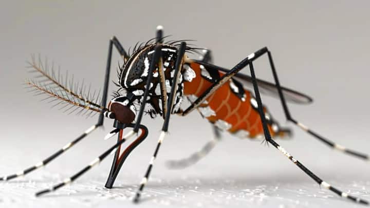 उष्णकटिबंधीय क्षेत्रों में रहने वाले लोग को डेंगू होने का खतरा काफी ज्यादा होता है. आइए जानें डेंगू से जुड़े रिस्क फैक्टर के बारे में