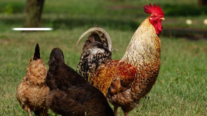 इस मुर्गी ने मात्र एक मिनट में 6 अक्षरों, संख्याओं और रंगों की सही पहचान करते हुए यह  गिनीज वर्ल्ड रिकॉर्ड अपने नाम किया.