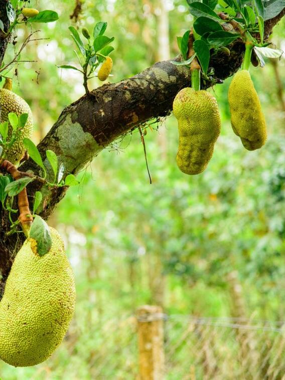 दुनिया में सबसे पहले कहां उगाया गया था कटहल