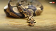 अजगर के मुंह के बाहर लटके दिखे लापता महिला के पैर तो हैरान रह गए घरवाले, फिर जो हुआ वो चौंका देगा