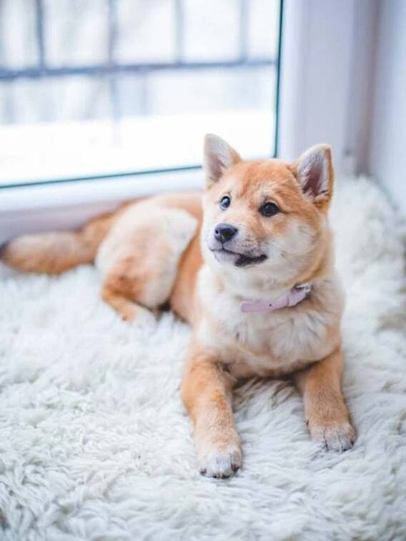 कुत्ते का आईक्यू लेवल कितना होता है?