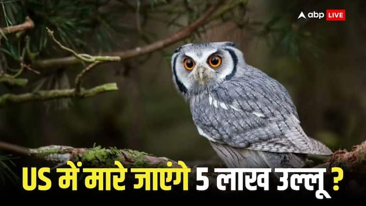America Joe Biden govt ordered to kill 4.5 lakh Barred owls know why America Owls Killing Plan: अमेरिका में क्यों 4.5 लाख उल्लुओं को मारने का बाइडेन सरकार ने दिया आदेश, फैसले का हो रहा विरोध