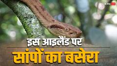 इस आइलैंड पर रहते हैं सिर्फ सांप, इन सांपों के जहर का ब्लैक मार्केट में खूब डिमांड