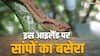इस आइलैंड पर रहते हैं सिर्फ सांप, इन सांपों के जहर का ब्लैक मार्केट में खूब डिमांड