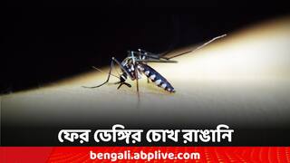 WB Dengue Case: এক সপ্তাহে রাজ্যে ডেঙ্গি আক্রান্ত সেঞ্চুরি পার, সতর্ক থাকার পরামর্শ চিকিৎসকদের