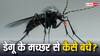 Dengue: डेंगू के मच्छरों से बचने के ये हैं पांच तरीके, नहीं होगा कोई खतरा