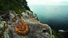 इस आइलैंड पर रहते हैं सिर्फ सांप, इन सांपों के जहर का ब्लैक मार्केट में खूब डिमांड