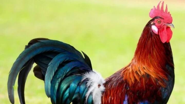 लेकिन इन दिनों सोशल मीडिया पर एक मुर्गी वायरल हो रही है. जिसका नाम गिनीज बुक ऑफ़ वर्ल्ड रिकॉर्ड्स में दर्ज हो गया है.