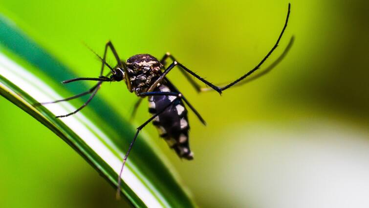 Plant these plants in your garden to keep out mosquitoes मच्छरों को घर से दूर रखने के लिए अपने गार्डन में लगाएं ये पौधे