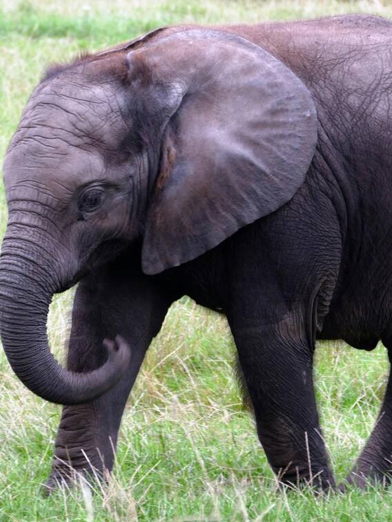 हाथी कितने लीटर पानी पीता है?