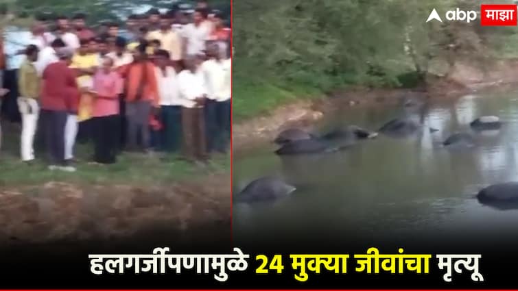 24 buffaloes died due to current in the stream in solapur; Dismay among the villagers, great loss to the herdsman ओढ्यात करंट उतरल्याने 24 म्हशींचा मृत्यू ; सोलापूरच्या ग्रामस्थांमध्ये हळहळ, पशुपालकाचं मोठं नुकसान