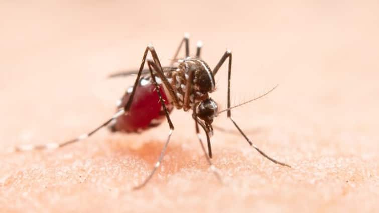 Rajasthan Monsoon Malaria Dengue Case Increase Barmer Jaisalmer on top Seasonal Diseases ANN मानसून के साथ राजस्थान में मलेरिया और डेंगू की एंट्री, क्या है बाड़मेर और जैसलमेर की स्थिति?