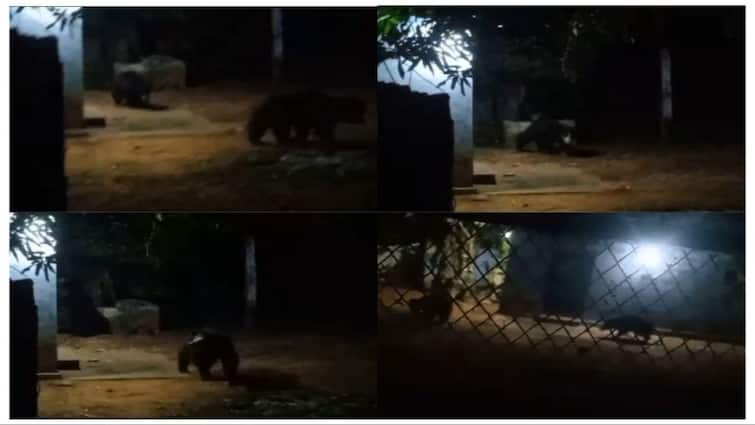 Tirunelveli districk people scared due to Bears to enter the village in a Near Papanasam நெல்லை: பாபநாசம் அருகே கிராமத்திற்குள் ஜாலியாக உலாவரும் கரடிகள்! அச்சத்தில் கிராம மக்கள்!