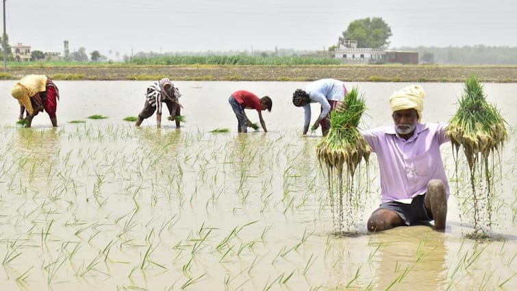 DSR GETS BOOST IN PUNJAB; WITNESSES 15% SURGE IN AREA UNDER WATER CONSERVING TECHNIQUE Paddy Sowing: ਪੰਜਾਬ 'ਚ ਝੋਨੇ ਦੀ ਸਿੱਧੀ ਬਿਜਾਈ ਹੋਈ ਸਫ਼ਲ, ਕਿਸਾਨਾਂ ਨੇ ਤੋੜੇ ਹੁਣ ਤੱਕ ਦੇ ਸਾਰੇ ਰਿਕਾਰਡ