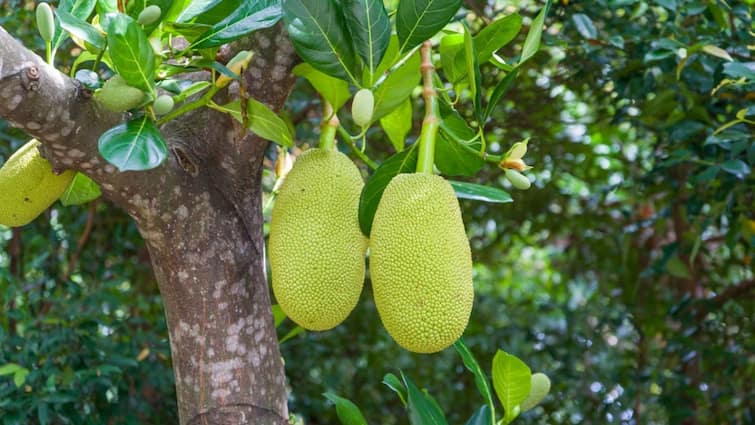 Jackfruit Day 2024 is celebrated on 4th July How did it get its name Jackfruit Day 2024: दुनिया में सबसे पहले कहां उगाया गया था कटहल, कैसे पड़ा इसका नाम?