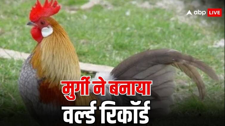 canada hen named in guinness book of world record for identifying ...