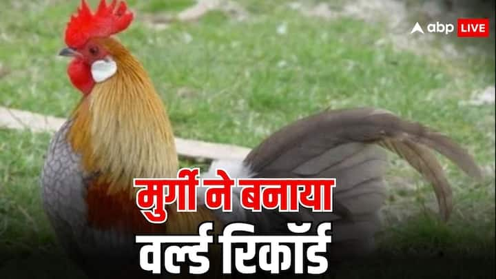 Hen Name In Guinness Book Of World Records:कनाडा में गिनीज बुक ऑफ वर्ल्ड रिकॉर्ड्स का खिताब जीतने मुर्गियों में हुई प्रतियोगिता में  मुर्गियों के झुंड से लेसी नाम की मुर्गी ने खिताब अपने नाम कर लिया.