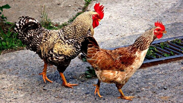 मुर्गी के मालिक कैरिंगटन जो द थिंकिंग चिकन के नाम से अपना यूट्यूब चैनल भी चलाते हैं. उन्होंने इस वर्ल्ड रिकॉर्ड को लेकर कहा लोग मुर्गियों को कम समझदार न समझें उनके अंदर काफी दिमाग होता है.