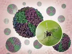 Risk Factors of Dengue: ਕੀ ਨੇ ਡੇਂਗੂ ਦੇ ਸਭ ਤੋਂ ਵੱਡੇ ਜੋਖਮ ਦੇ ਕਾਰਕ, ਜਾਣੋ ਮਾਹਿਰਾਂ ਤੋਂ