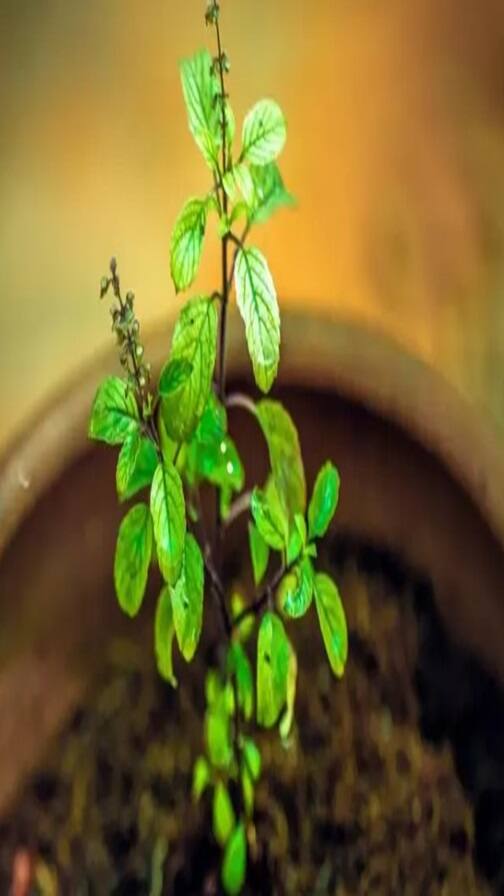 તુલસીનો છોડ આ જગ્યા પર ન રાખો, થઈ જશો કંગાળ